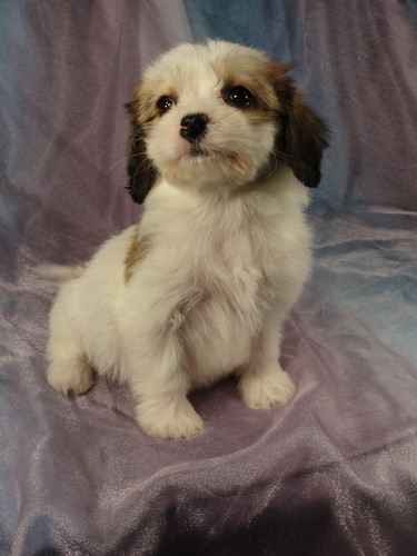 Female cavchon puppy for sale #13 Born December 20th, 2012